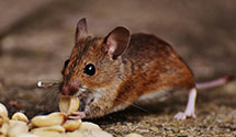 24 Hour & Emergency Exterminators in West Hyattsville, MD